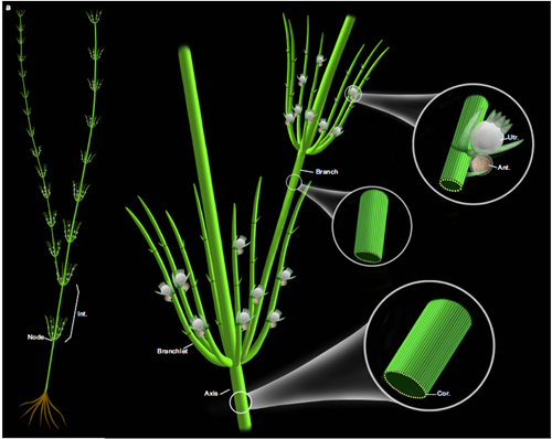 基于化石和现代轮藻纲构建的奇迹塔里木轮藻复原图（bat365正版唯一官网博物馆刘茜绘制）
